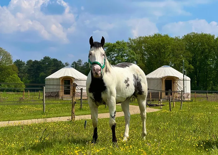 Magnolia Hoeve - Unieke Bestemming Voor Paardenliefhebbers En Bijzondere Overnachtingen In De Natuur