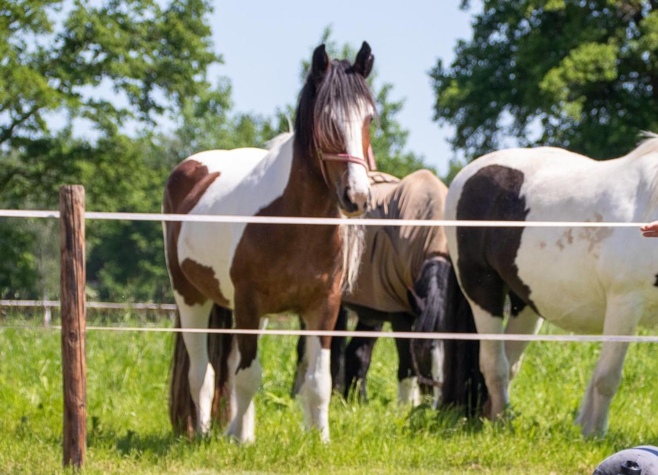 Magnolia Hoeve - Unieke Bestemming Voor Paardenliefhebbers En Bijzondere Overnachtingen In De Ledeacker