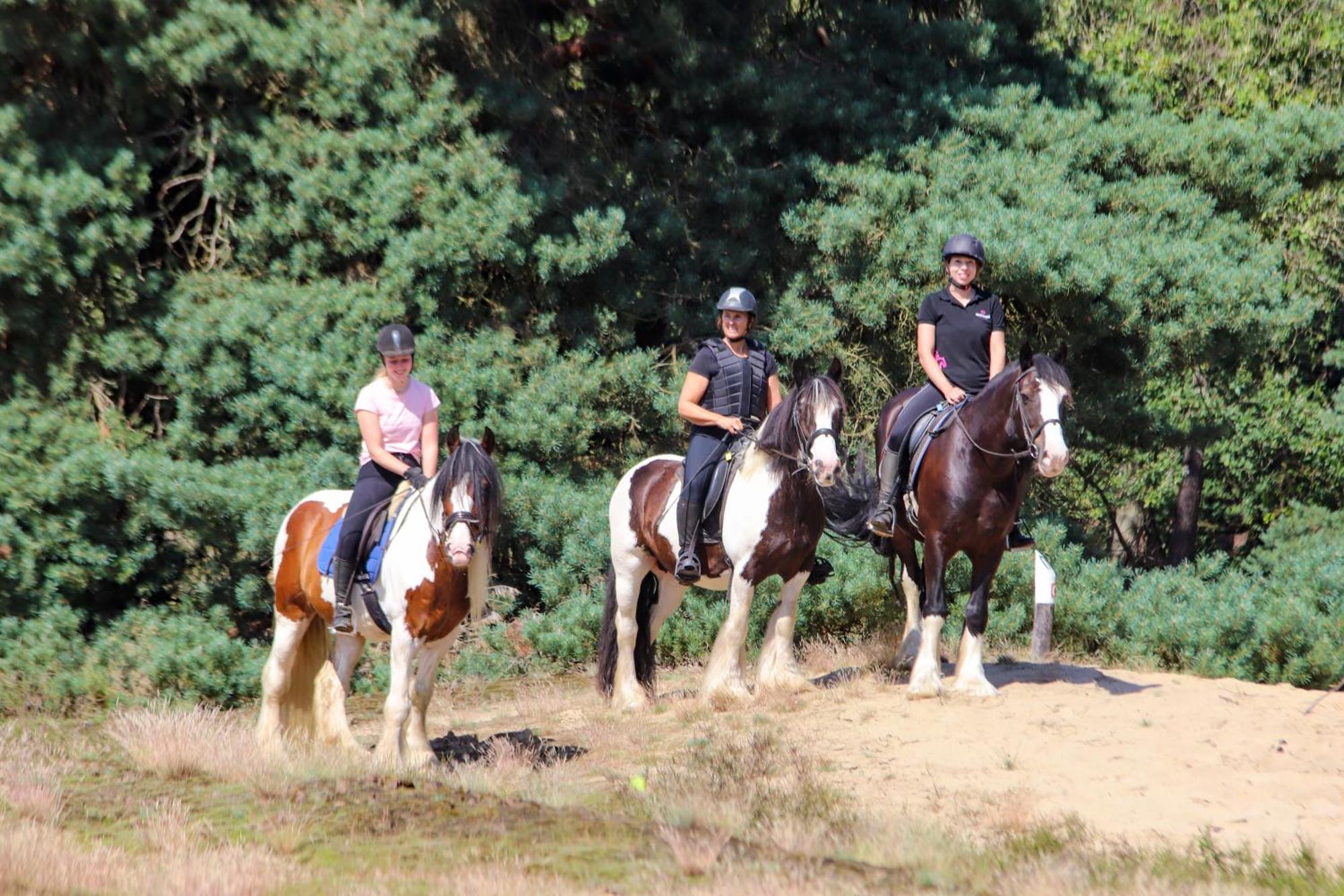 Magnolia Hoeve - Unieke Bestemming Voor Paardenliefhebbers En Bijzondere Overnachtingen In De Camping Ledeacker