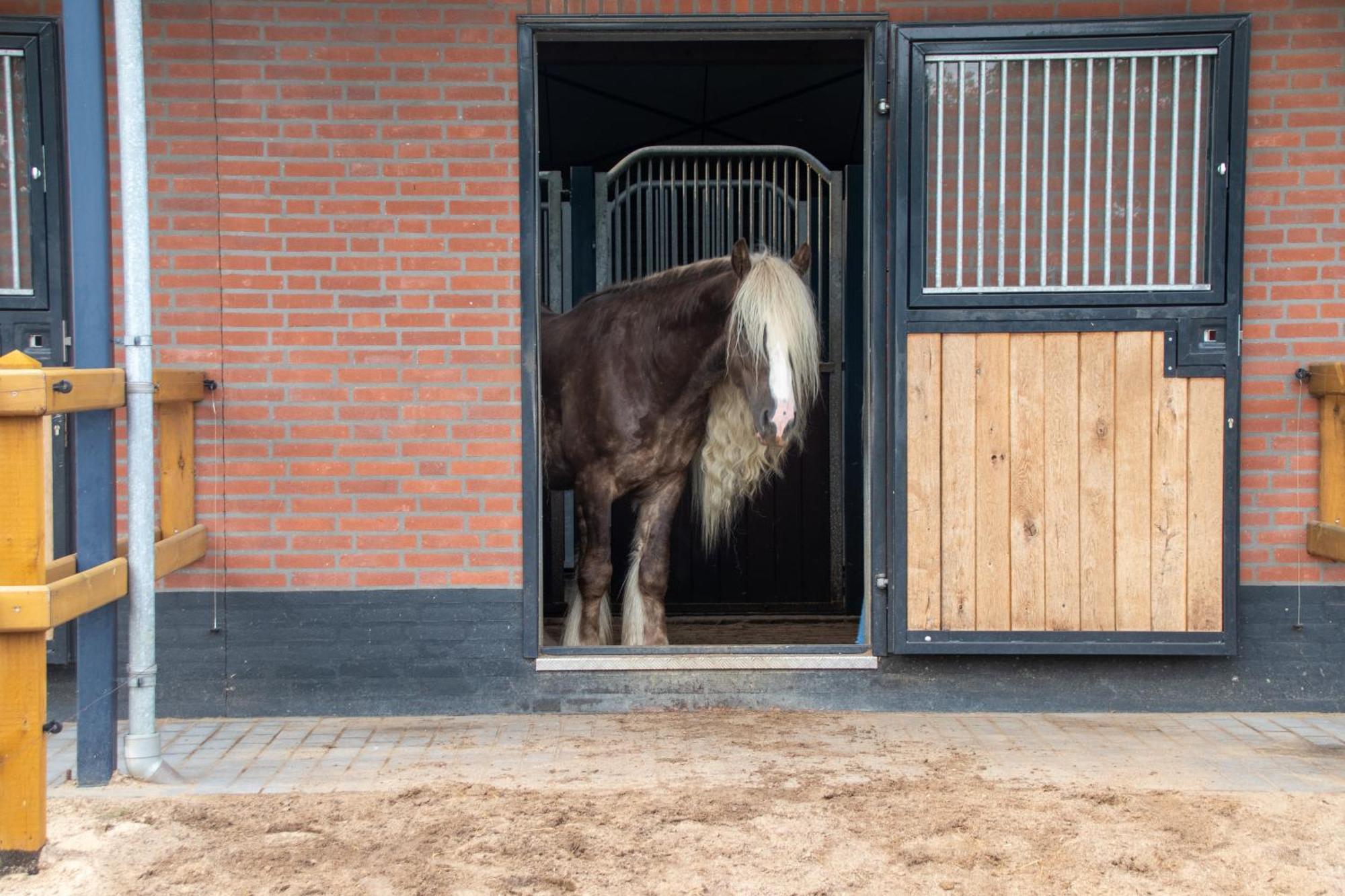 Magnolia Hoeve - Unieke Bestemming Voor Paardenliefhebbers En Bijzondere Overnachtingen In De Ledeacker