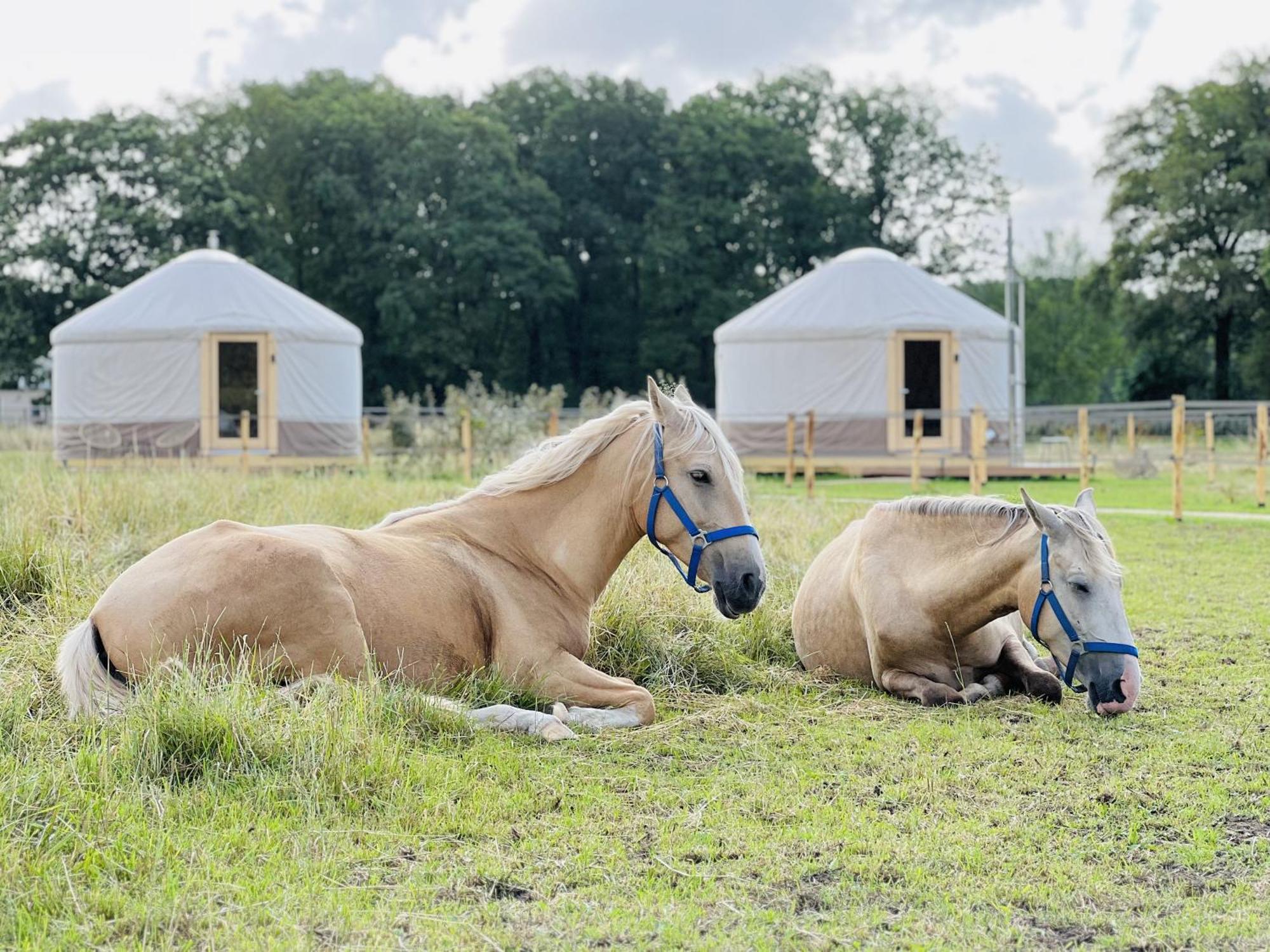 Magnolia Hoeve - Unieke Bestemming Voor Paardenliefhebbers En Bijzondere Overnachtingen In De *