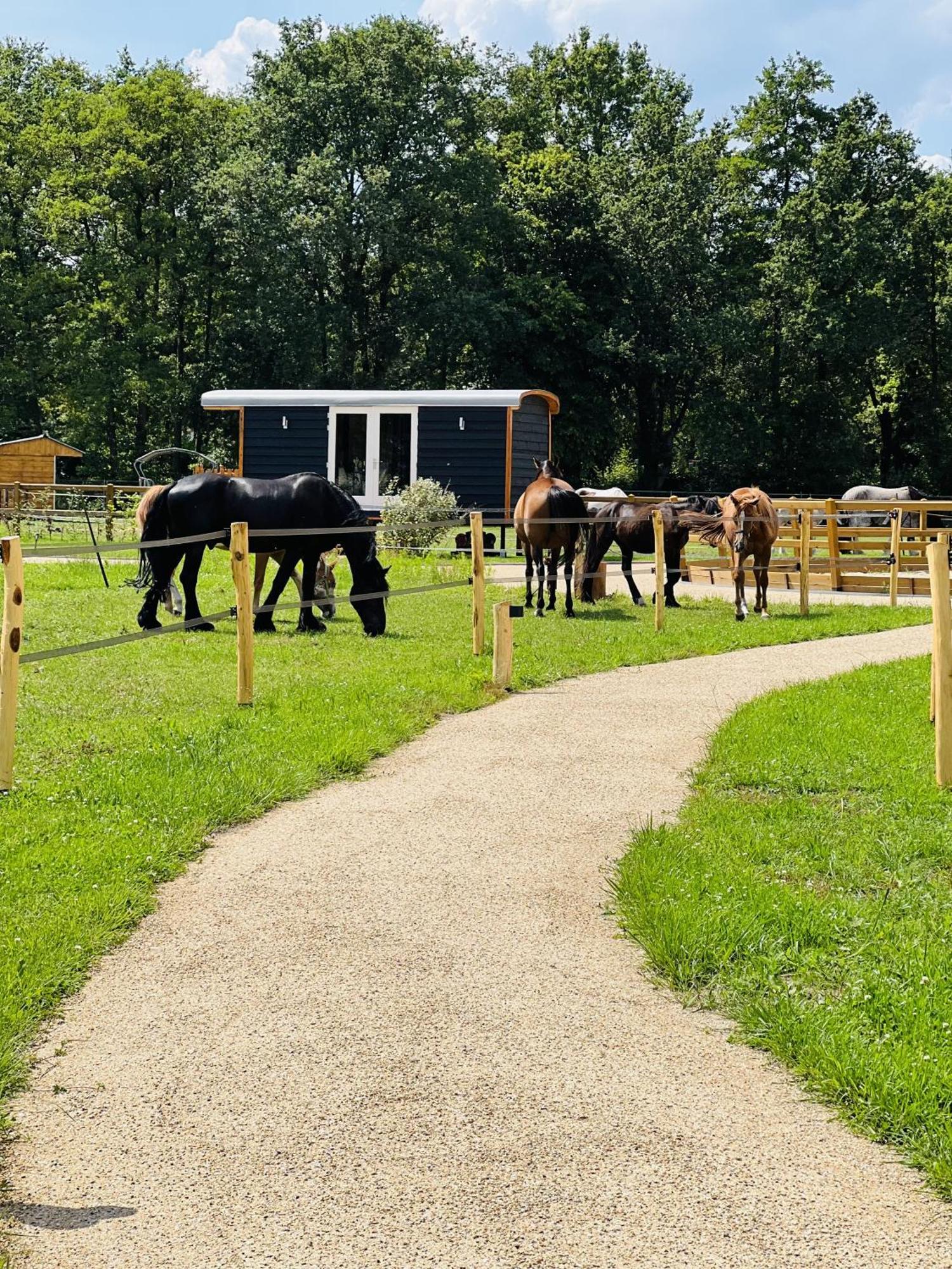 Magnolia Hoeve - Unieke Bestemming Voor Paardenliefhebbers En Bijzondere Overnachtingen In De Camping