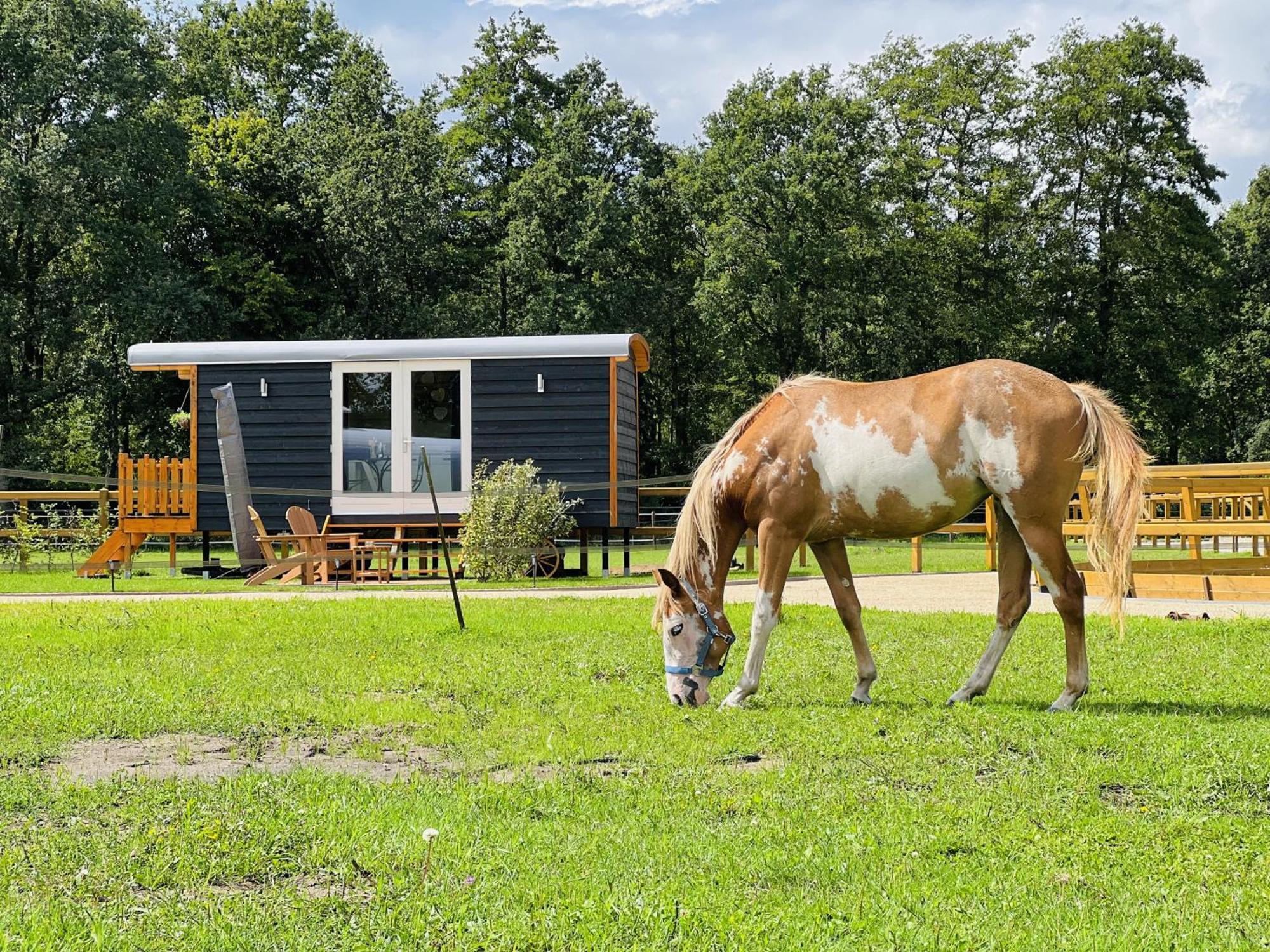 Camping Magnolia Hoeve - Unieke Bestemming Voor Paardenliefhebbers En Bijzondere Overnachtingen In De