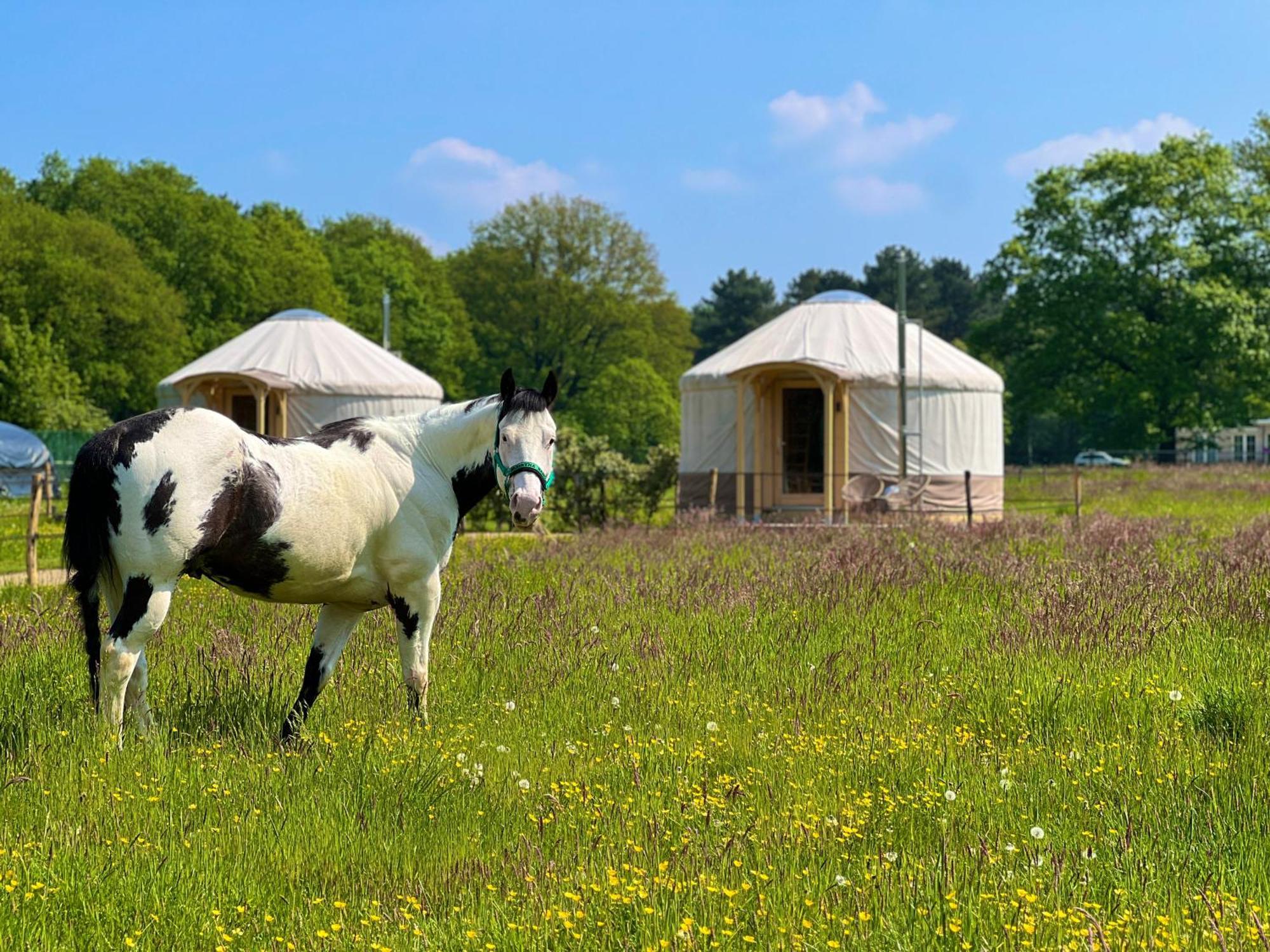 Camping Magnolia Hoeve - Unieke Bestemming Voor Paardenliefhebbers En Bijzondere Overnachtingen In De Ledeacker